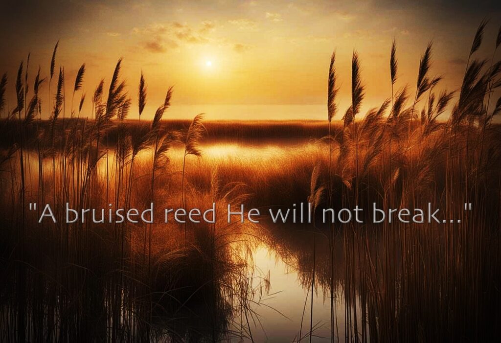 A Bruised Reed... - A Word in Season