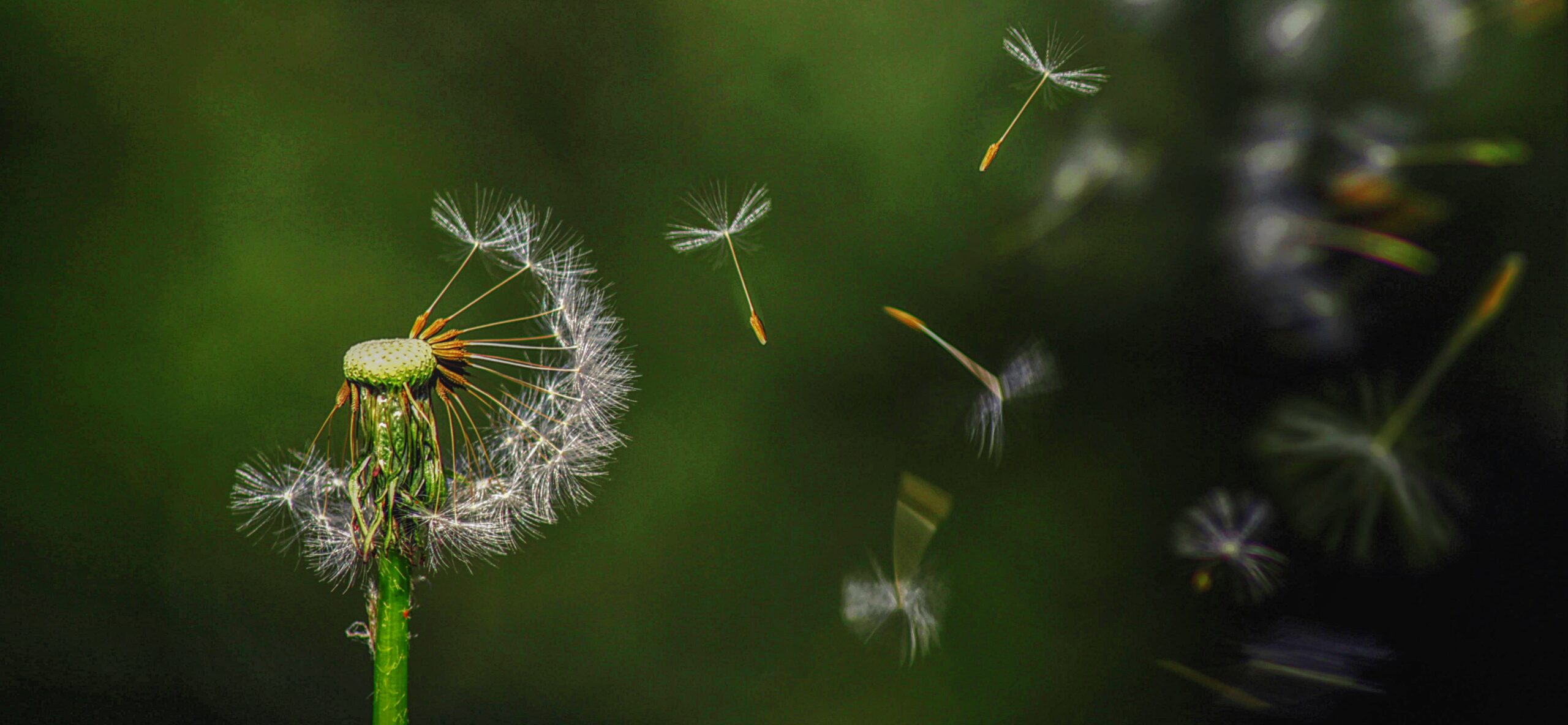 Seed to the Sower