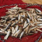 F.B. Meyer - The Catch