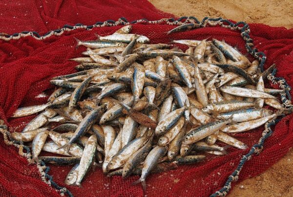 F.B. Meyer - The Catch