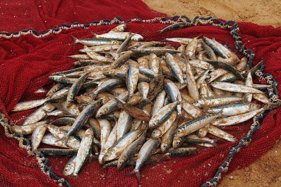 F.B. Meyer - The Catch