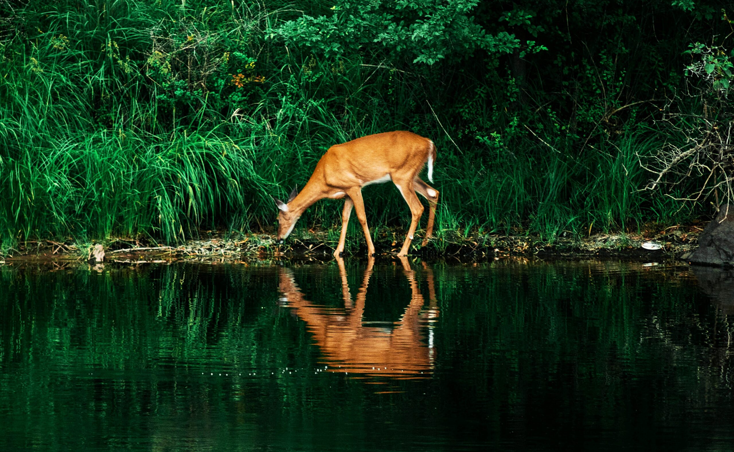 the longing of life